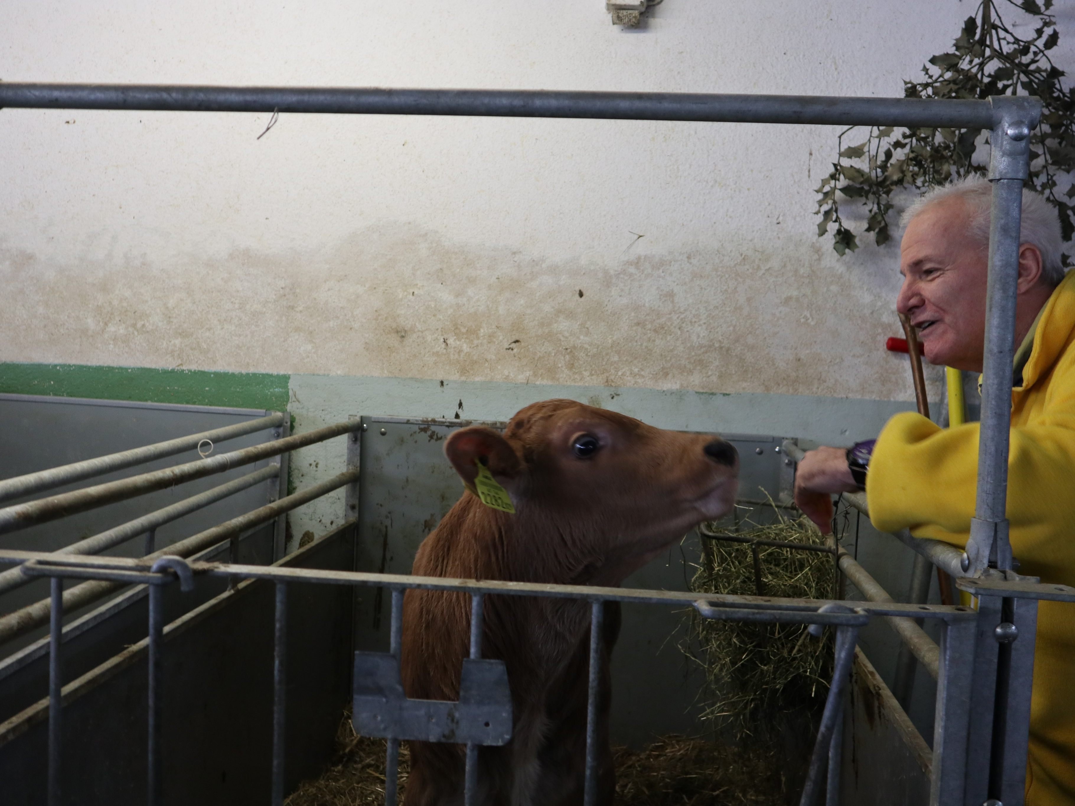 Der neugierige Jungstier "Peterle" und sein Pate Dieter Steinacher aus Nüziders.