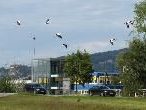 Die Wiesen im Umfeld des Güterbahnhofs sind ein beliebter Treff für die Jungstörche im Rheintal. Die Wiesen im Umfeld des Güterbahnhofs sind ein beliebter Treff für die Jungstörche im Rheintal.
