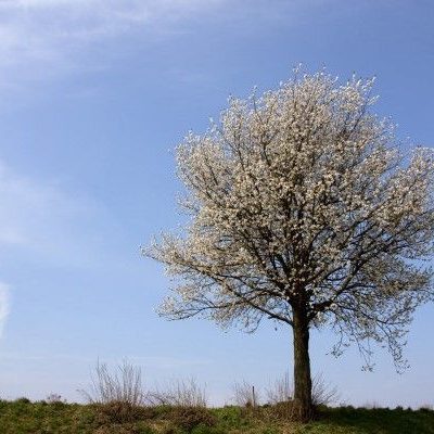 Streuobstwiesen bieten gerade im Frühling einen herrlichen Anblick