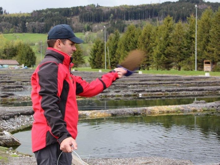 Die Fische warten schon gierig auf  ihr Futter