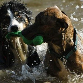 Auch Hunde wollen sich in Wien im Teich abkühlen. Wir haben ein paar Vorschläge für Sie.
