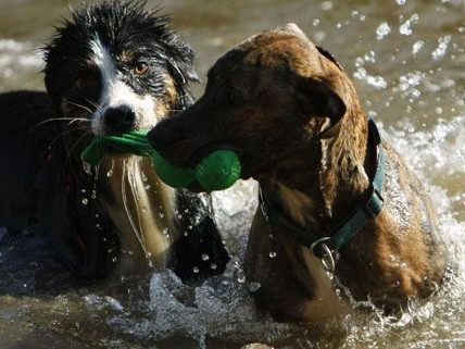 Auch Hunde wollen sich in Wien im Teich abkühlen. Wir haben ein paar Vorschläge für Sie. Auch Hunde wollen sich in Wien im Teich abkühlen. Wir haben ein paar Vorschläge für Sie.