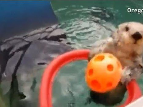 Dieser Otter ist der Star im Zoo von Portland.