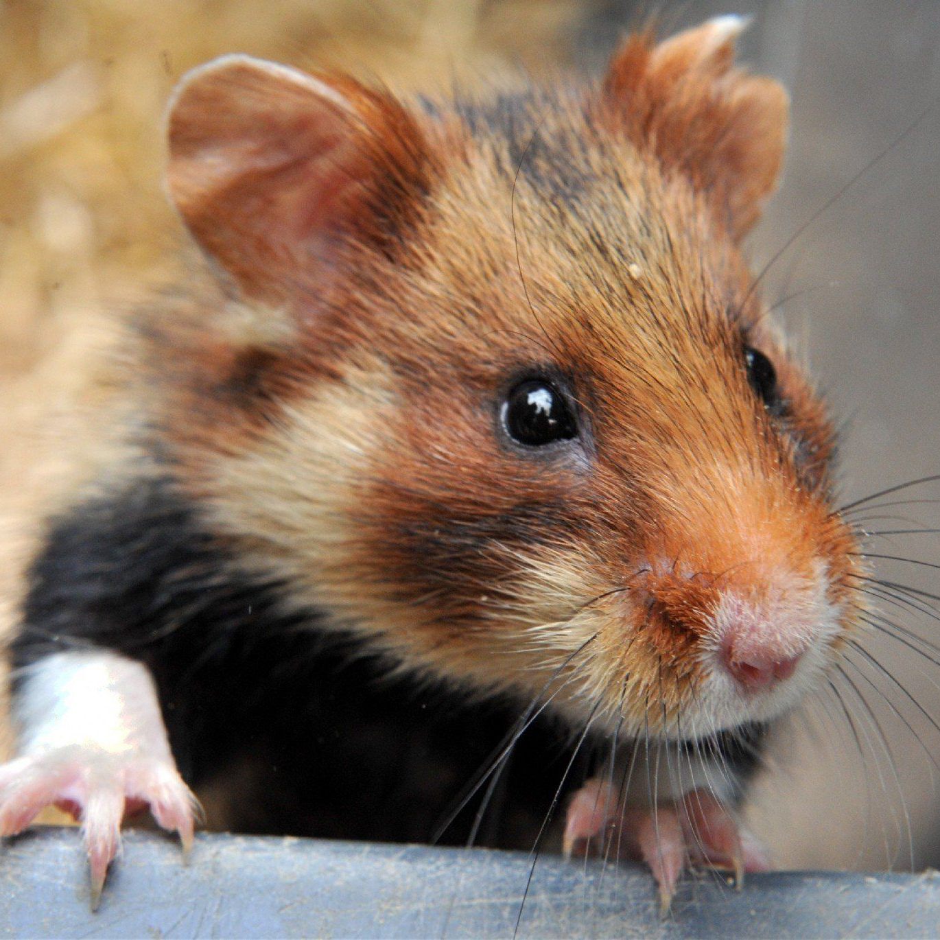 21-Jähriger briet völlig betrunken den Hamster seiner Mitbewohnerin.