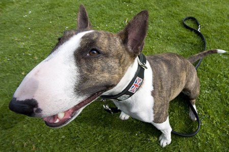 Wirbel um Miniatur-Bullterrier in Hörbranz. Wirbel um Miniatur-Bullterrier in Hörbranz.