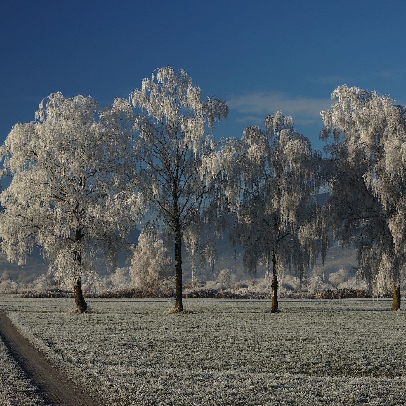 Vergängliche Pracht
