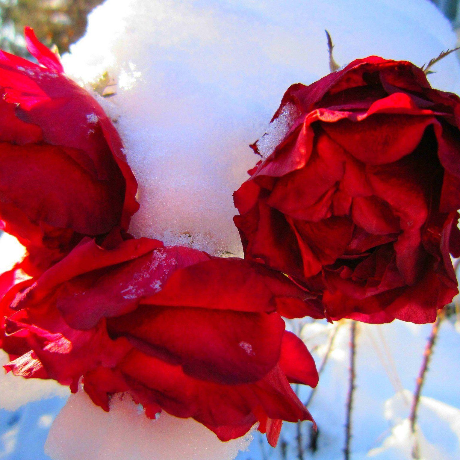 ob es der letzte Schnee ist?