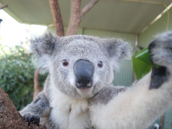 koala2 koala2