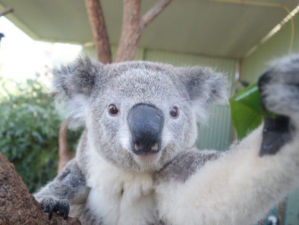 koala2