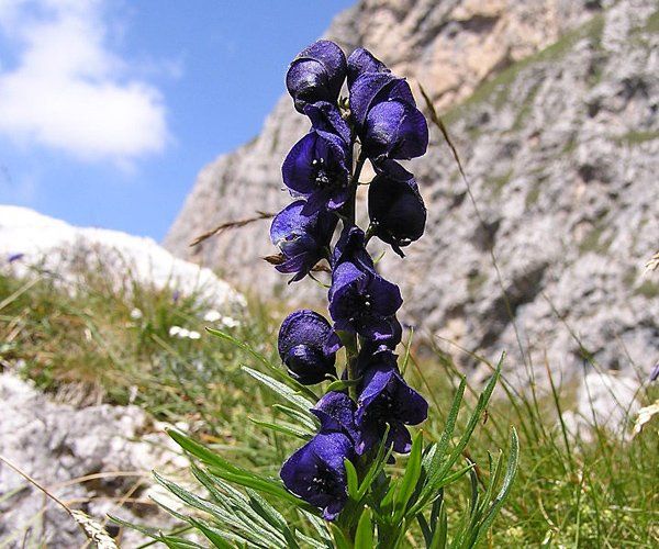 Axel Mauruszat, Wikipedia