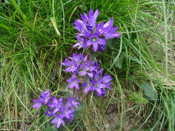 Bild7_Naturblueht_web Bild7_Naturblueht_web