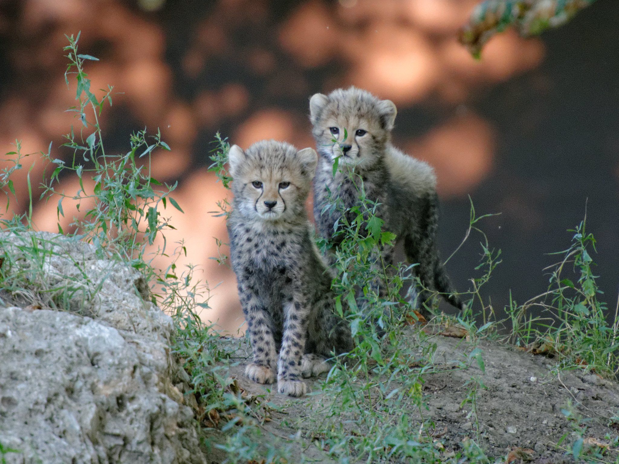Gepard (Acinonyx jubatus) Gepard (Acinonyx jubatus)