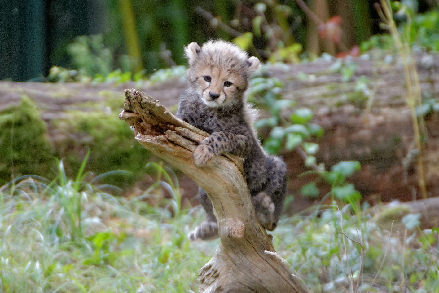Gepard (Acinonyx jubatus) Gepard (Acinonyx jubatus)
