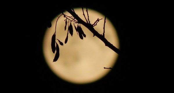 Nicole O. fotografierte den Supervollmond in Wien. Nicole O. fotografierte den Supervollmond in Wien.