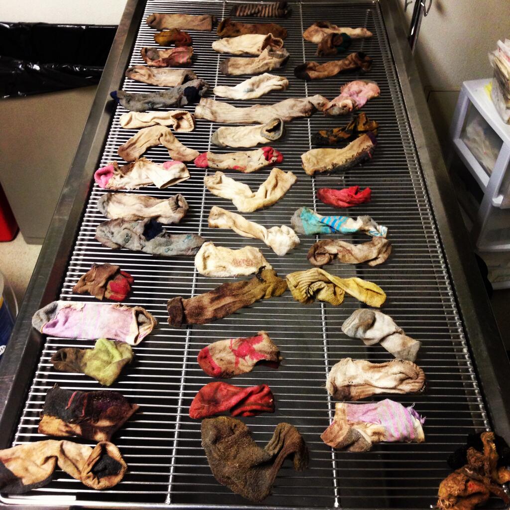 Foto: AP/ DoveLewis Emergency Animal Hospital Foto: AP/ DoveLewis Emergency Animal Hospital