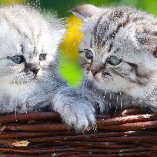 Frühling: Nicht nur die Natur erblüht, auch im Tierreich entsteht neues Leben.