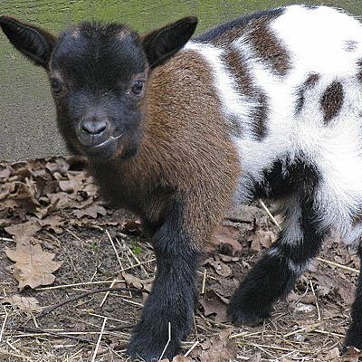 Für manche der Zwergziegen heißt es offenbar: vom Streicheltier zum Raubtierfutter