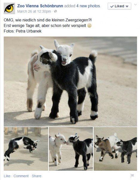 Ziegen_FB