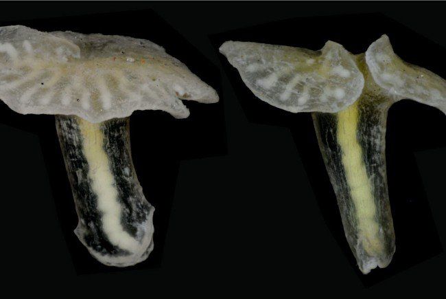 12-650x435 12-650x435