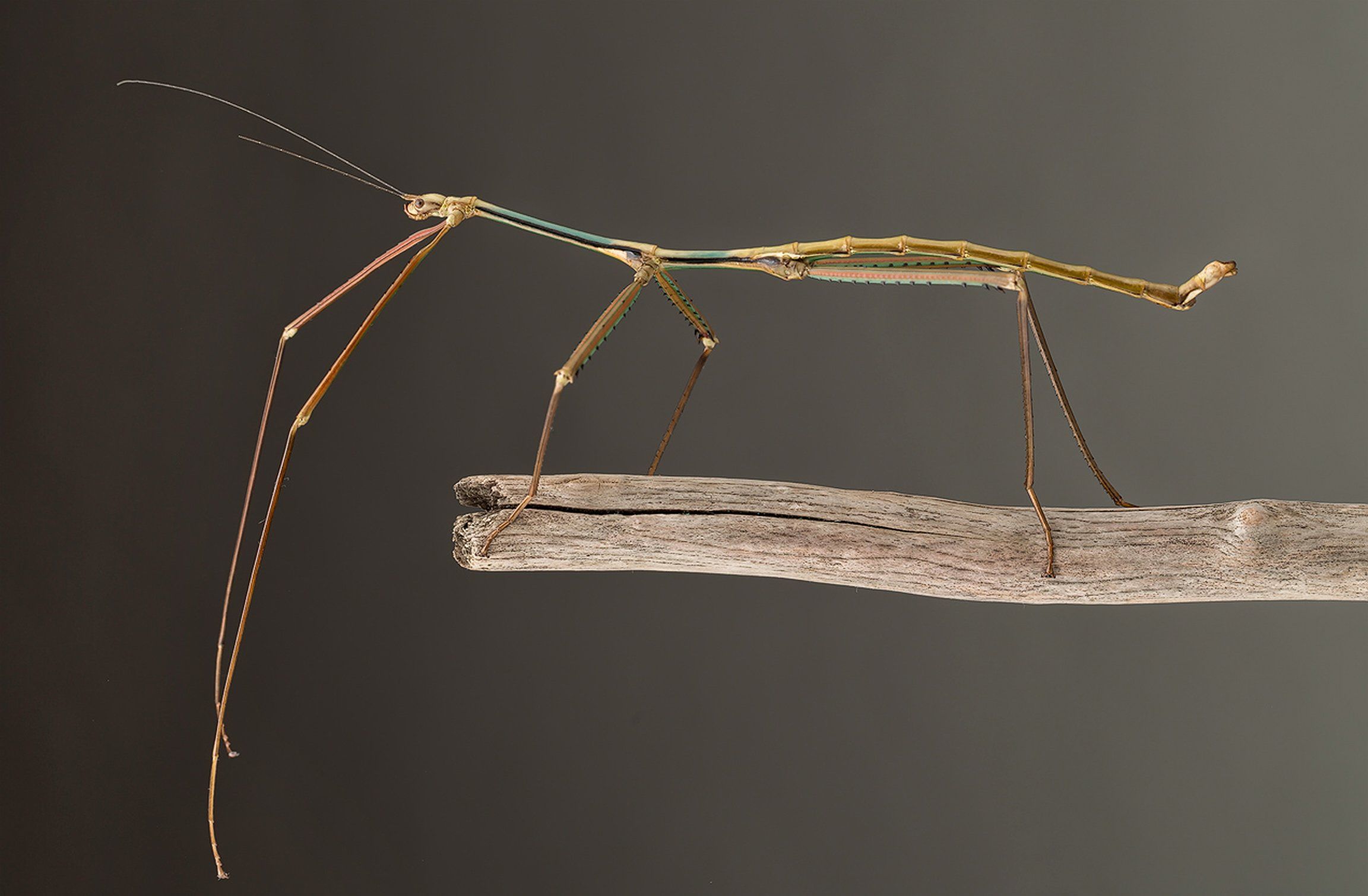 3. Phryganistria tamdaoensis male 3. Phryganistria tamdaoensis male