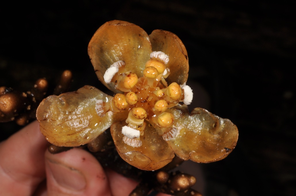 Balanophora coralliformis 3 Balanophora coralliformis 3