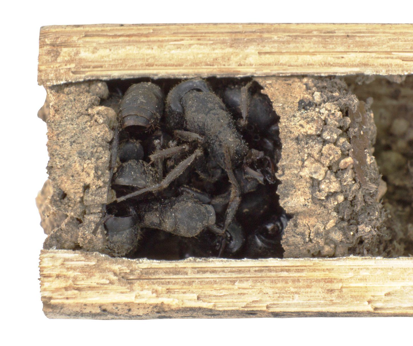 Deuteragenia ossarium 2 Deuteragenia ossarium 2