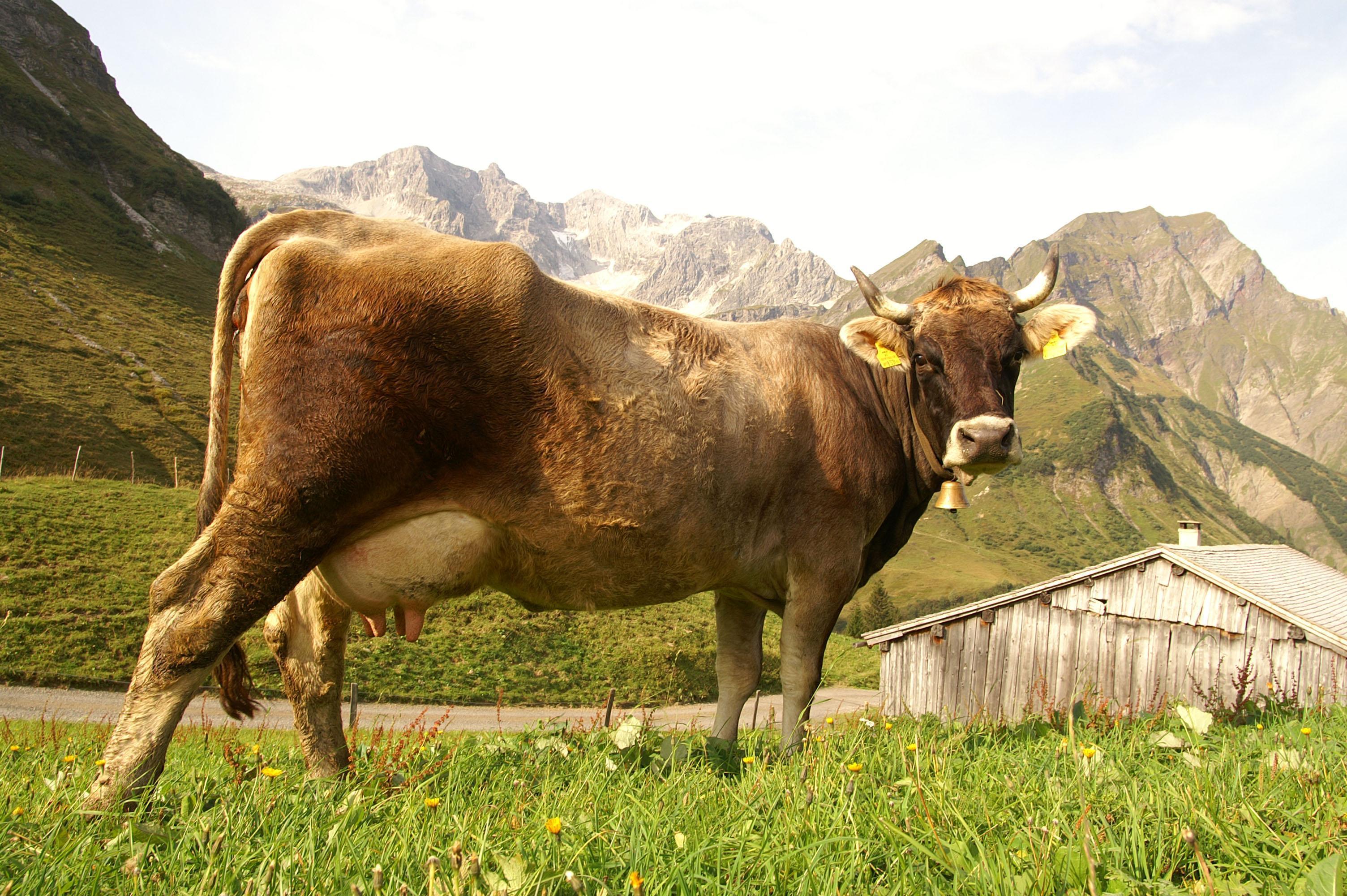 Ohne Kuhschwanz wäre der Junge abgehoben - Ludwig Berchtold Ohne Kuhschwanz wäre der Junge abgehoben - Ludwig Berchtold