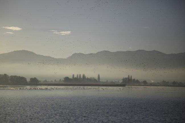 Bodensee - Wildnis am großen Wasser