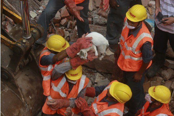 Diese Katze wurde lebend aus den Trümmern gezogen. AP Diese Katze wurde lebend aus den Trümmern gezogen. AP