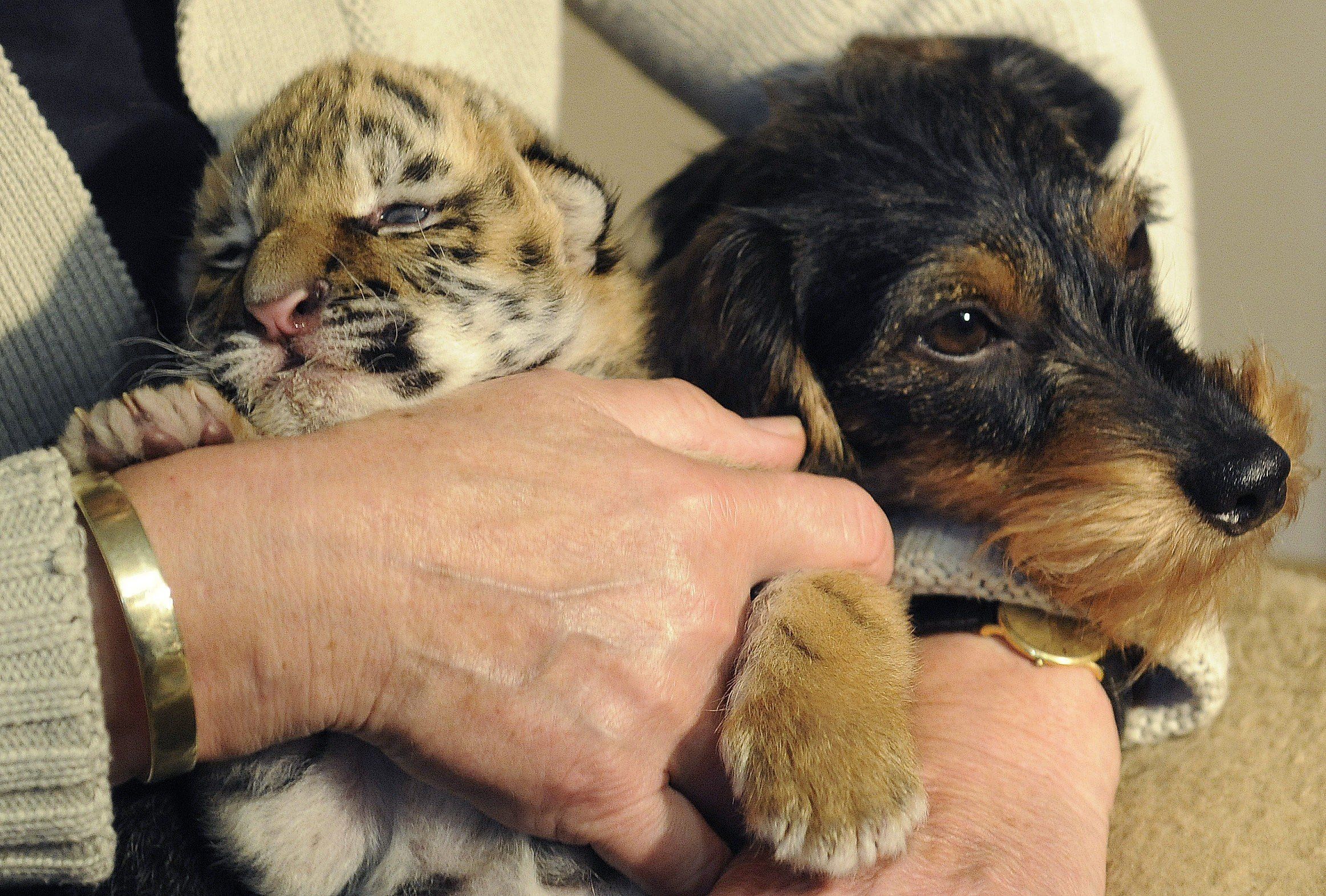 DEU NI Bunte Tigerbaby DEU NI Bunte Tigerbaby