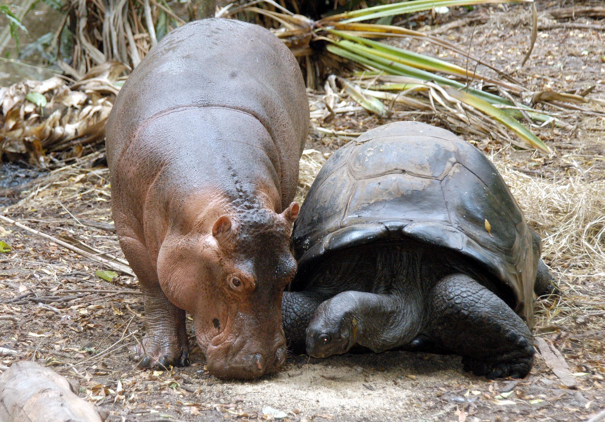 Owen und Mzee. Foto: EPA 