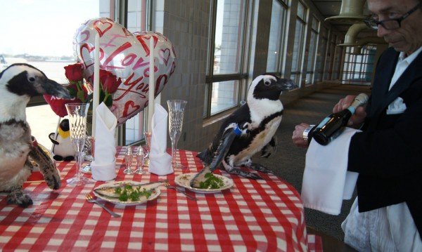 Pinguin1 Pinguin1
