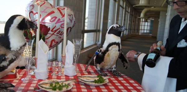 Pinguin3 Pinguin3