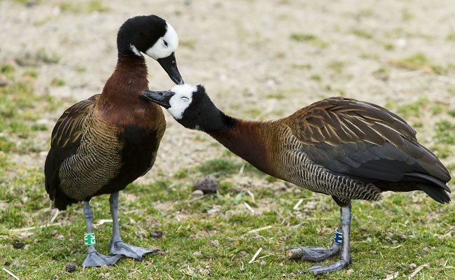 gans gans