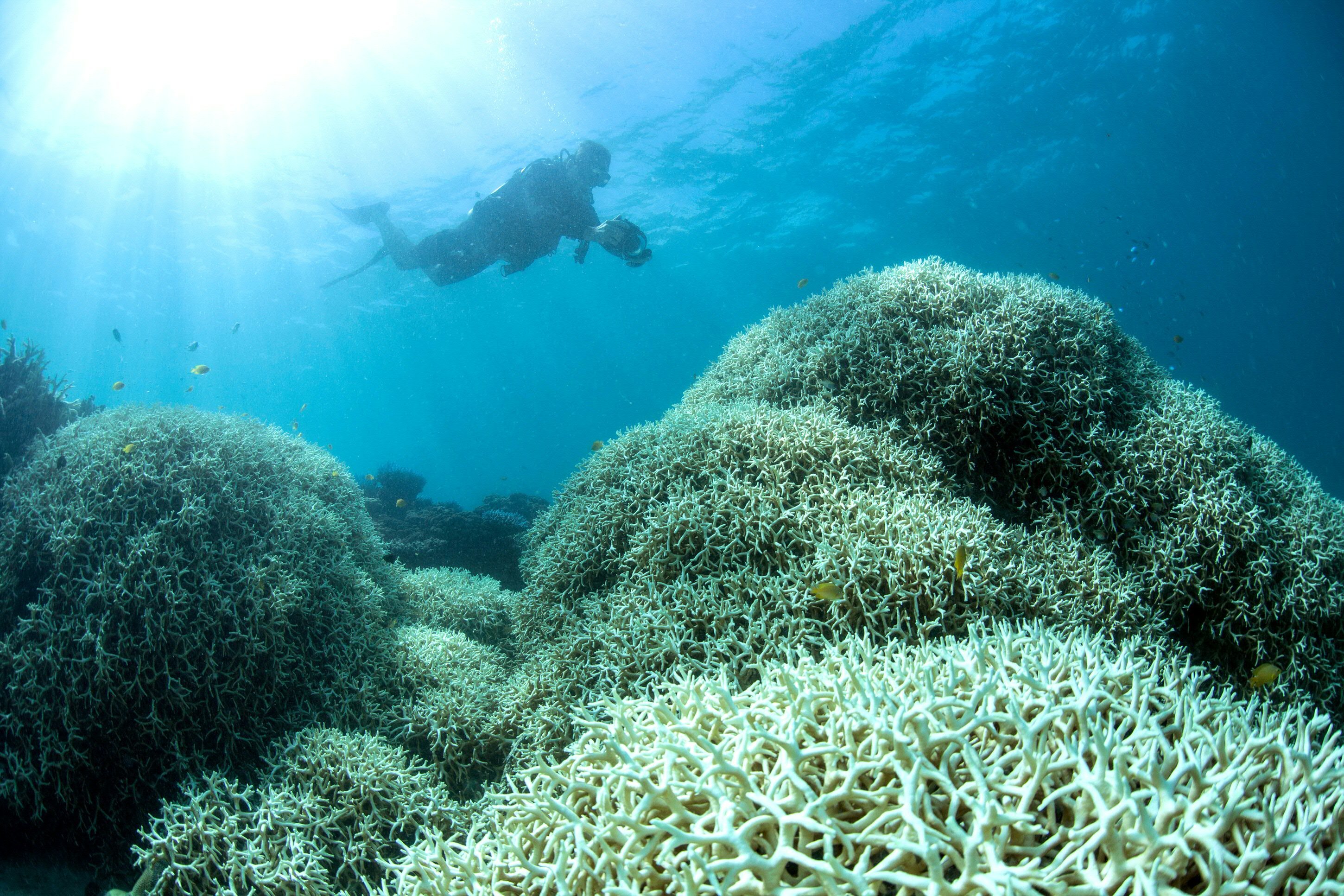 An undated handout photo obtained from the XL Catlin Seaview Survey on March 21, 2016 shows a diver filming a reef affected by bleaching off Lizard Island in the Great Barrier Reef. Environmental groups March 21 urged greater action on climate change after the government declared the highest alert level over an epidemic of coral bleaching in the pristine northern reaches of Australia's Great Barrier Reef. / AFP PHOTO / XL Catlin Seaview Survey / Handout / RESTRICTED TO EDITORIAL USE - MANDATORY CREDIT 