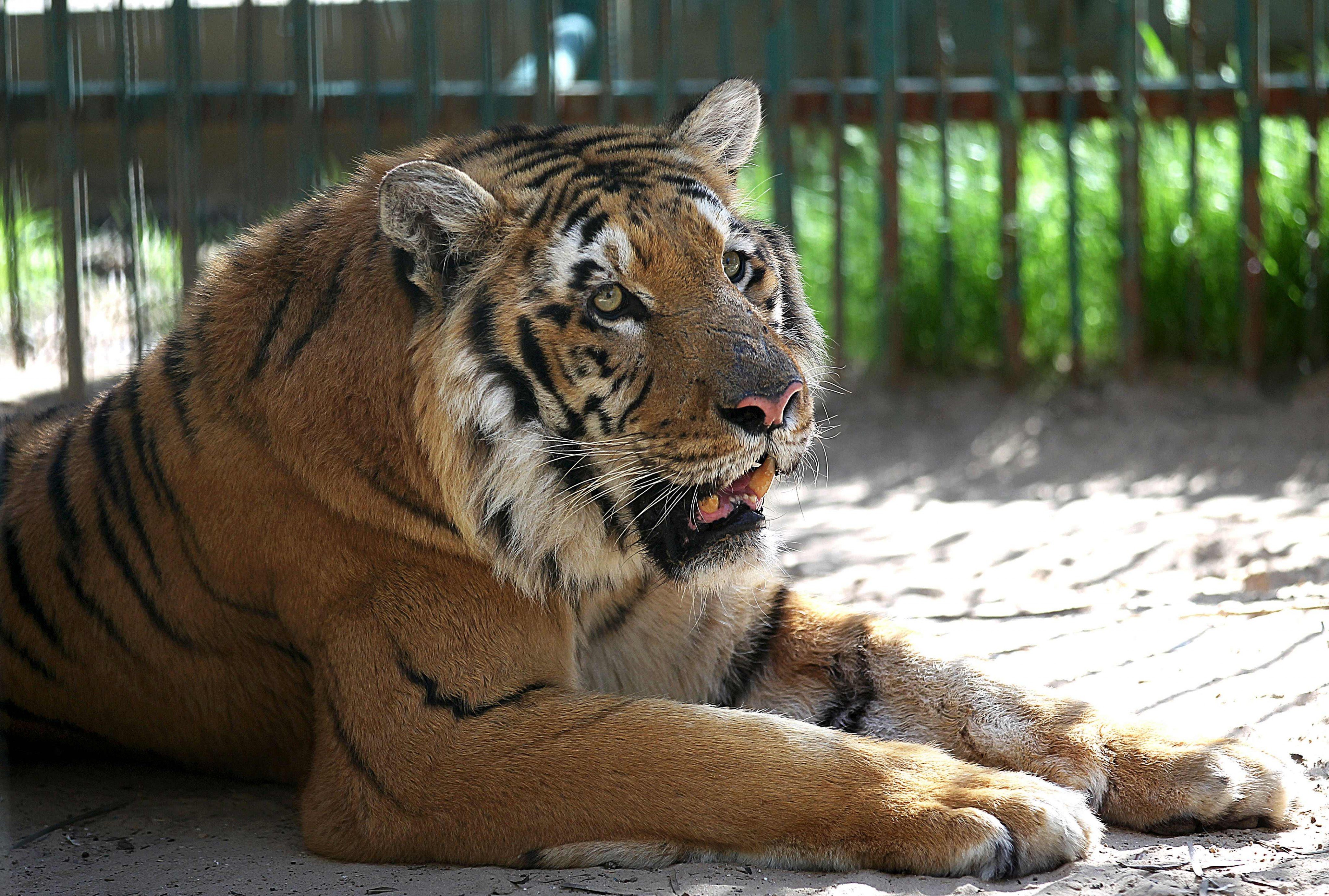 tiger ga tiger ga