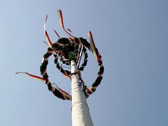 Einen Maibaum ließen Boku-Studenten in Wien mitgehen Einen Maibaum ließen Boku-Studenten in Wien mitgehen