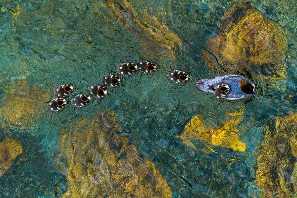 K1_01_Andreas_Geh-Gaensesaegerfamilie K1_01_Andreas_Geh-Gaensesaegerfamilie