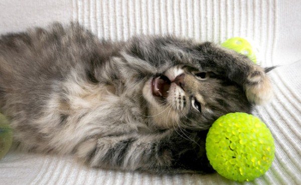 katze2 katze2