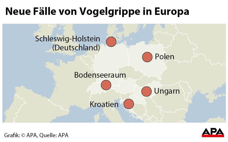 vogelgrippe vogelgrippe