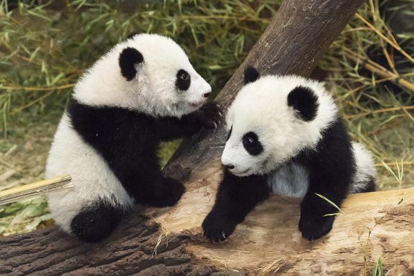 WIEN: PANDA ZWILLINGE SIND 5 MONATE ALT