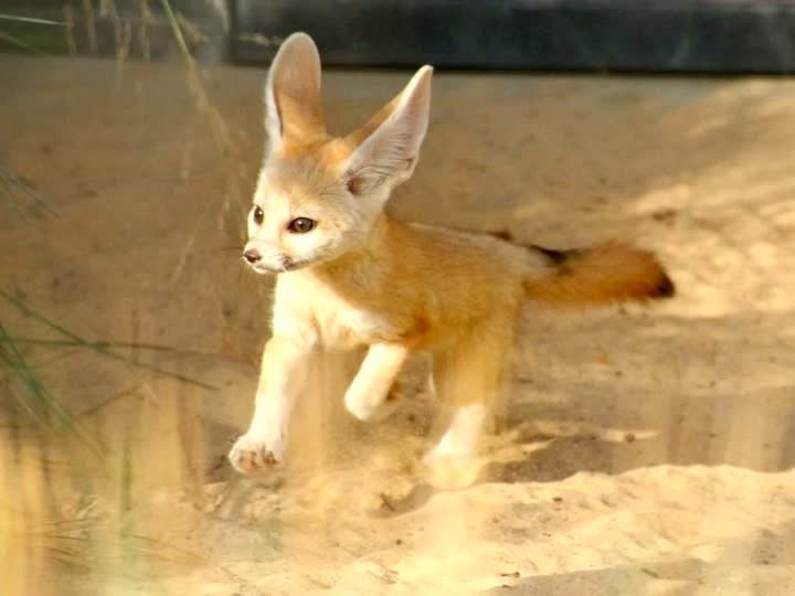 Ein kleiner Fennek zeigt sich im Zoo von Sydney der Öffentlichkeit. Ein kleiner Fennek zeigt sich im Zoo von Sydney der Öffentlichkeit.