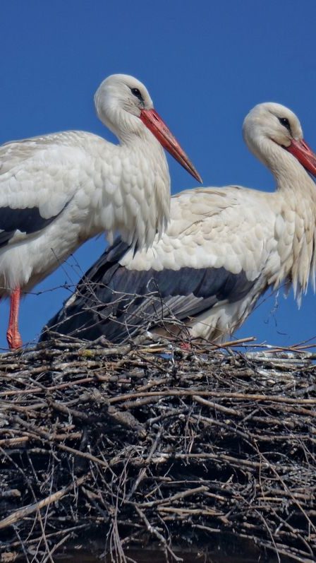im Schweizerriet fotografiert