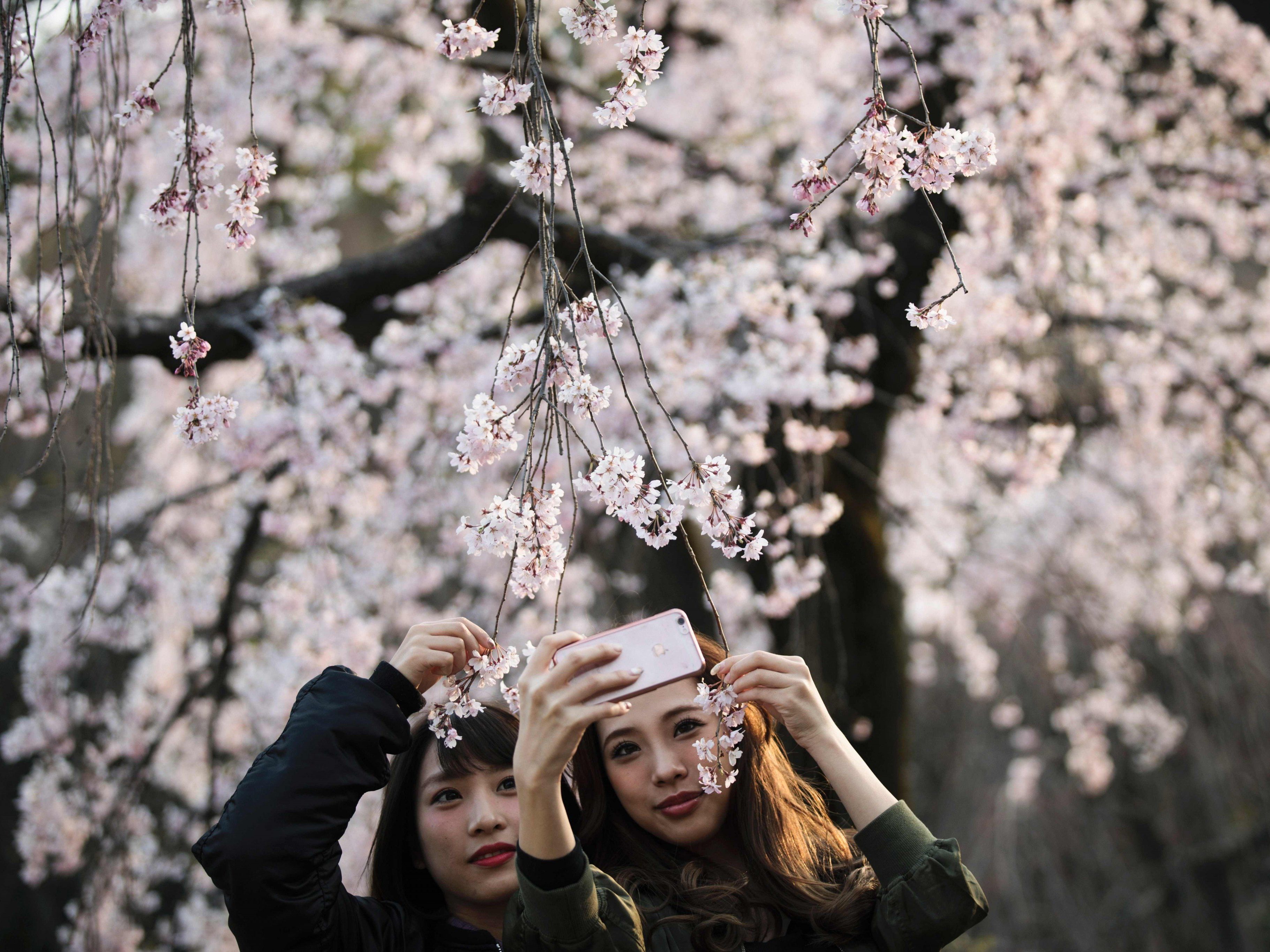 Der Frühling ist die beliebteste Reisezeit in Japan.
