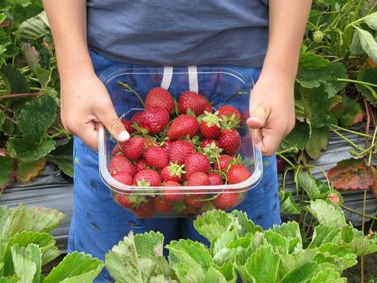 In und um Wien können Erdbeeren selbst geerntet werden.