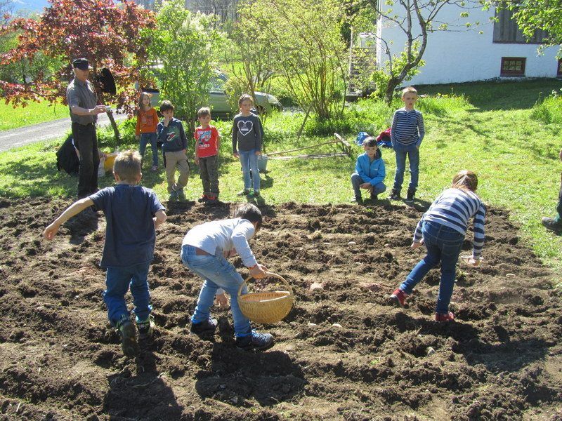 Viel Arbeit und viele Fragen rund im das unterirdische Knollengemüse gab es bei der Gemeinsamen Aktion von Obst- und Gartenbauverein und Volksschülern.