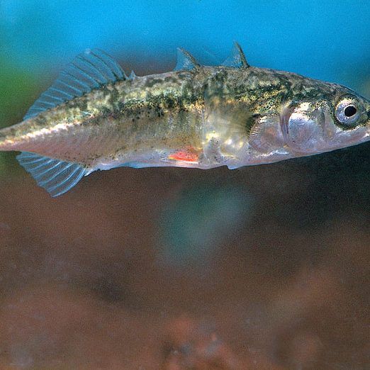 Ein dreistachliger Stichling oder ein zweistachliger Stichding?