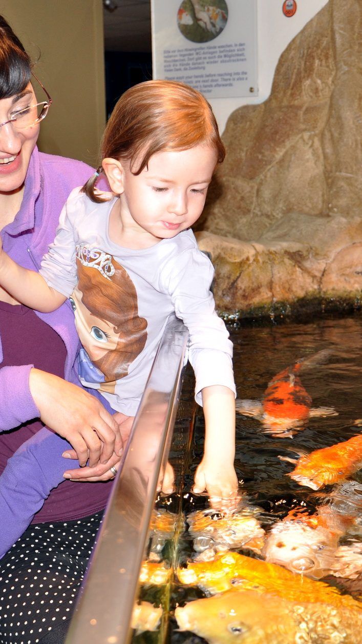 Kois füttern und vieles mehr kann man im Haus des Meeres tun