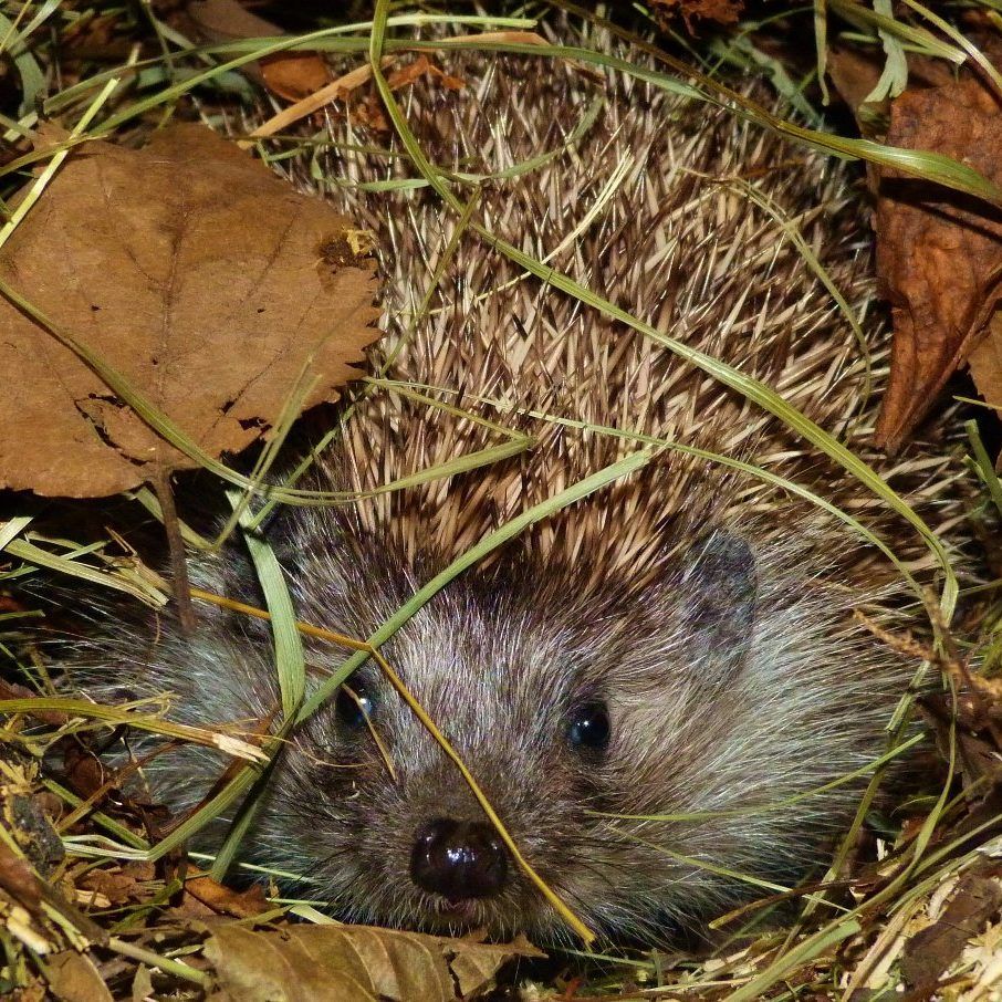 Die verletzte Igeldame, die in Wien-Floridsdorf gefunden wurde, befindet sich auf dem Weg der Besserung.