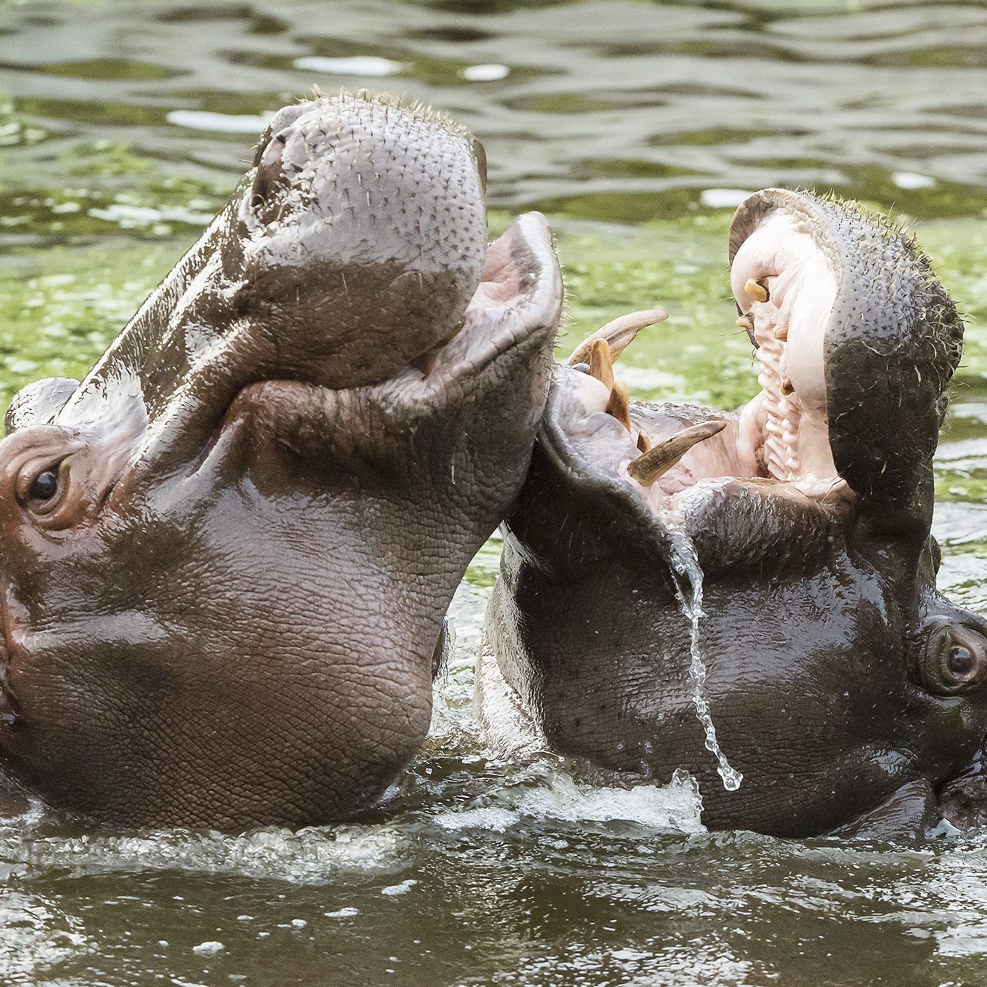 Die Flusspferde im Tiergarten Schönbrunn haben Grund zur Freude